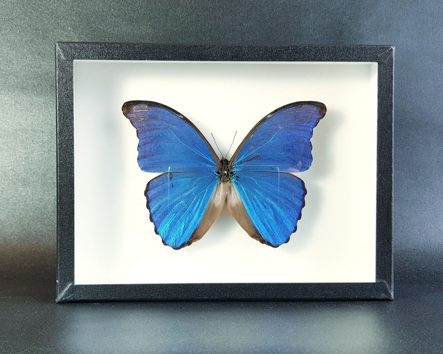 Morpho didius (A-)