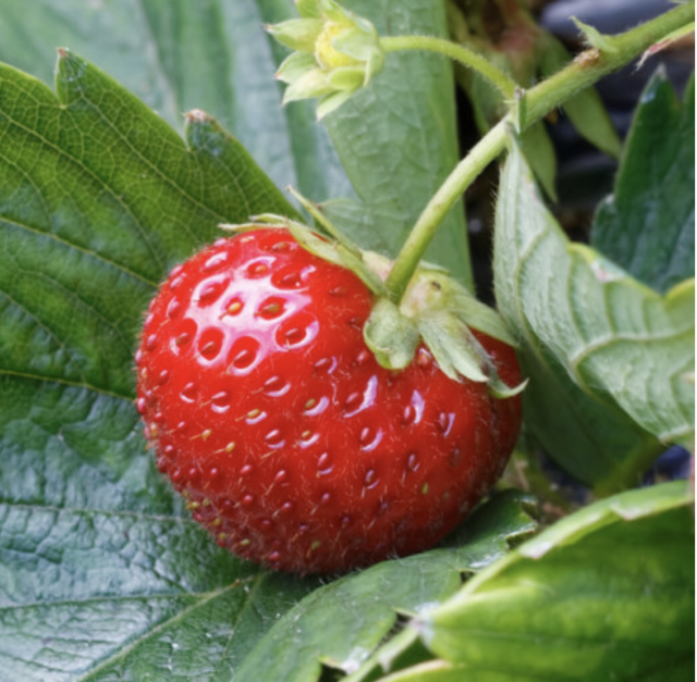 Plant Fraisier Favette Bio