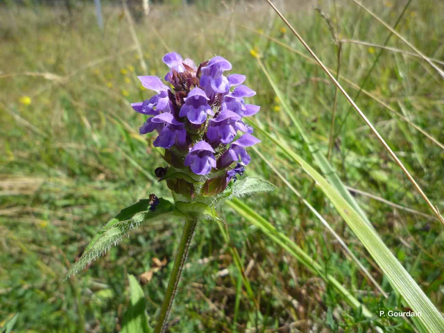 Brunelle commune (Prunella vulgaris )