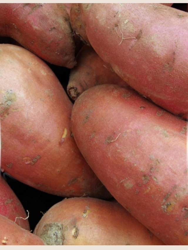 Z Veg Dog Sweet Potatoe 1kg