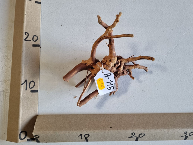 Racine araignée A-115