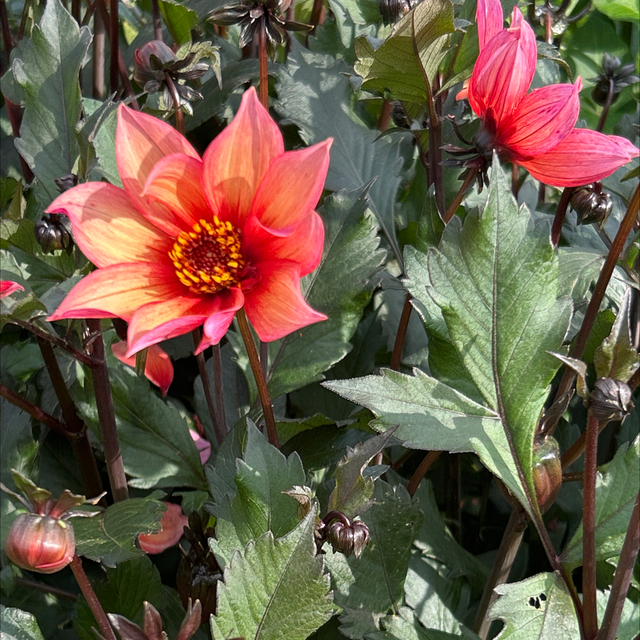 Waltzing Mathilda 272