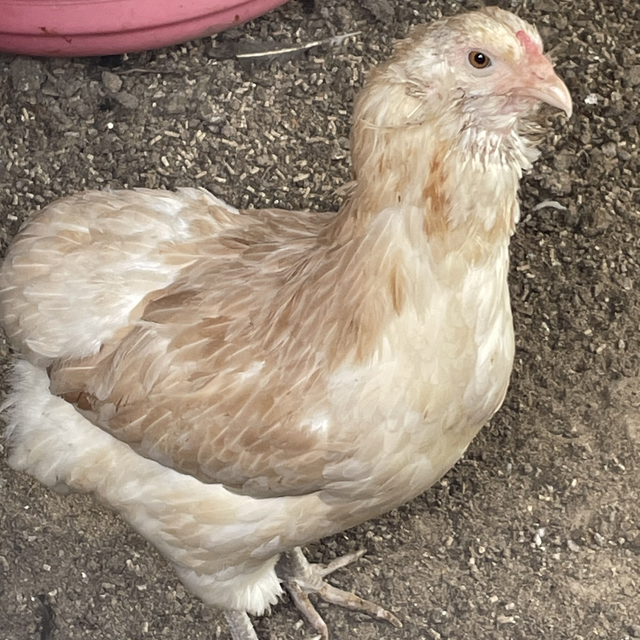 Americana Bantam Pullet 