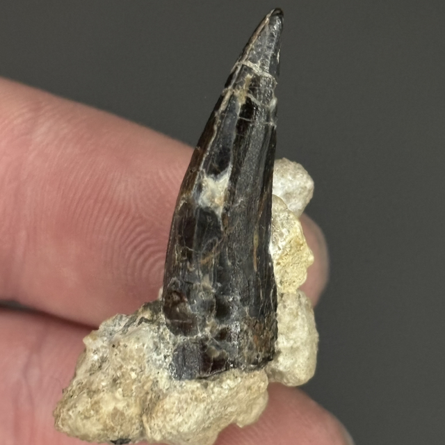 Baryonyx Tooth