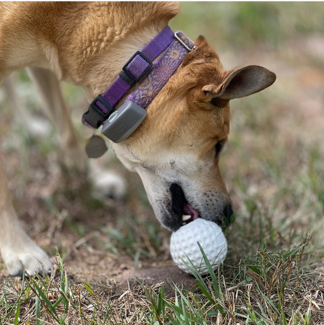 Distributeur de friandises en caoutchouc pour balles de golf et jouet d'enrichissement
