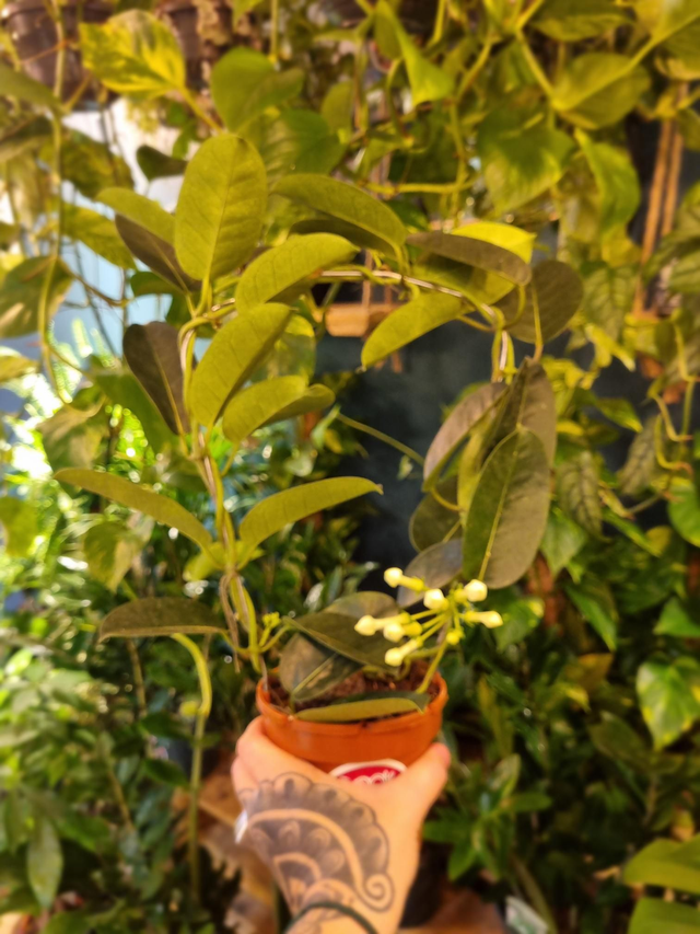 stephanotis floribunda Madagascar jasmine