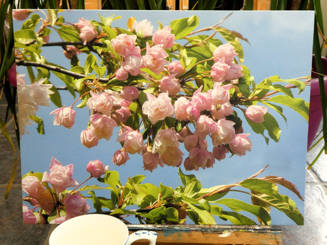 Photographic Open Edition Canvas Panel Print, from my "Blossom" collection, "Apple Blossom Shine"