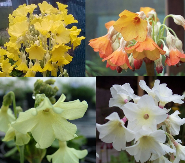 4 X scented primulas bog garden wet soils garden ready