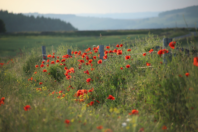 "Poppies at High Bradfield" Print   