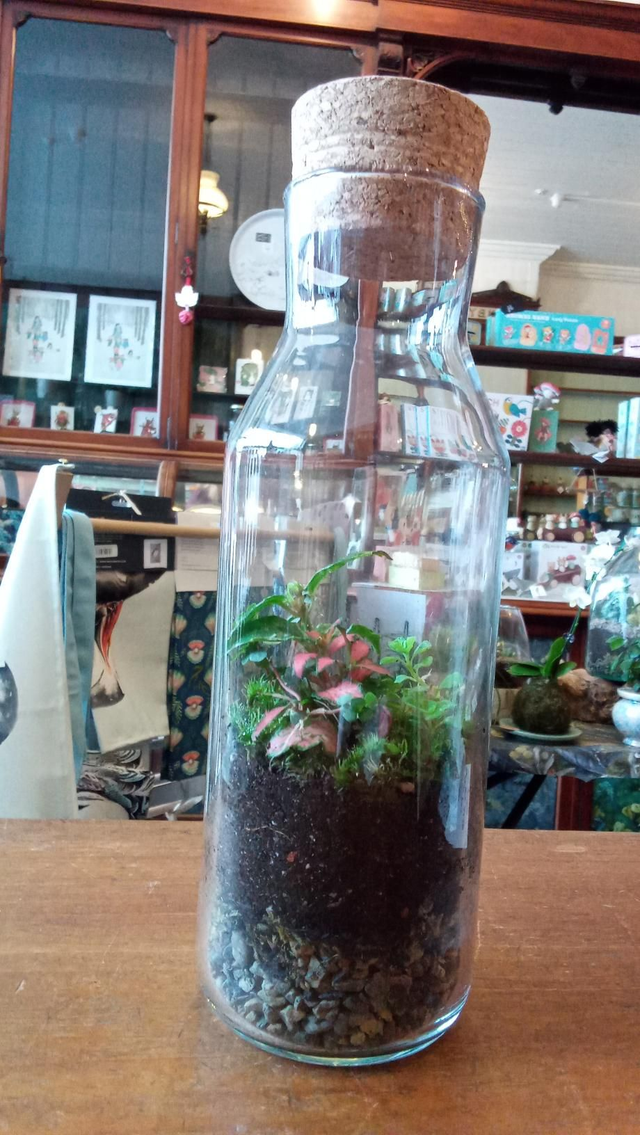 Tall Chemist Carafe Terrarium