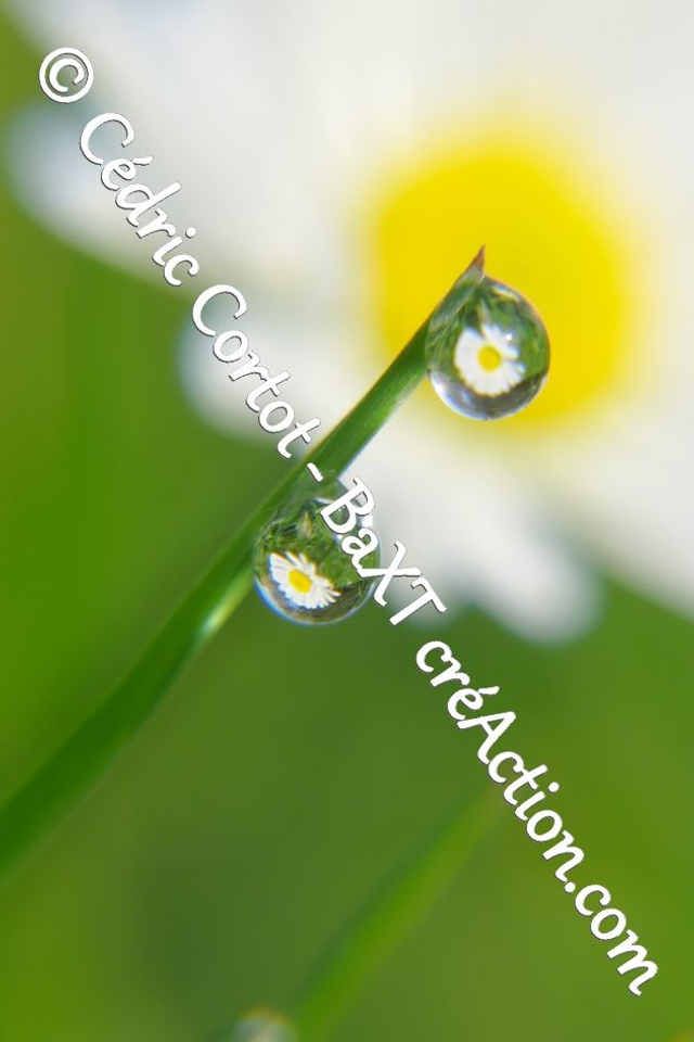 Impression sur alu dibond - Rosée et gouttes de pluie (ref 7814)