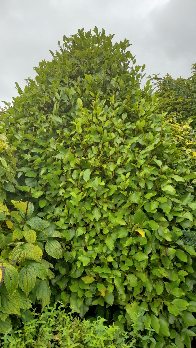 Griselinia littoralis - 1lt pot