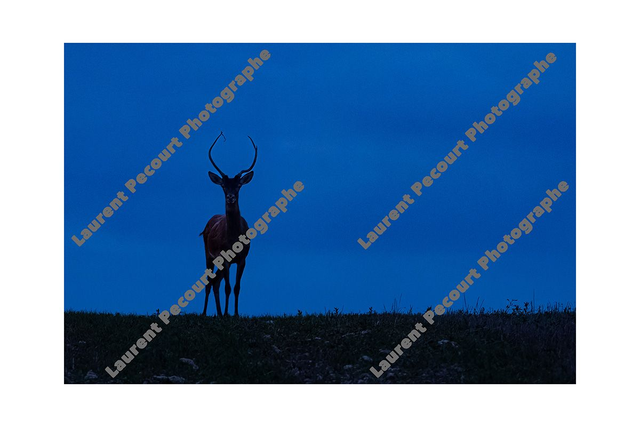 Cerf