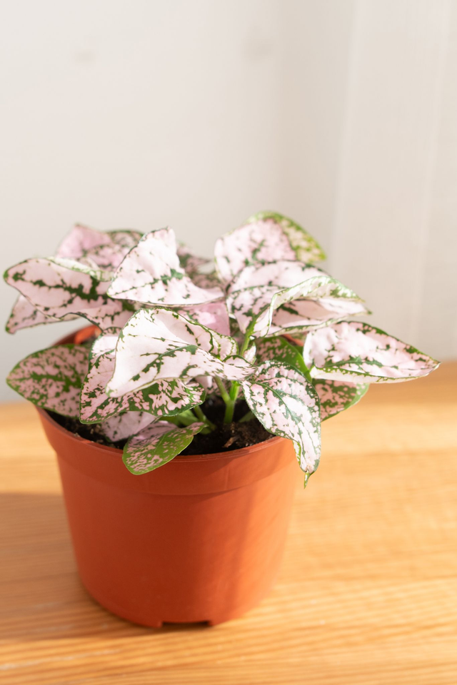 Hypoestes Phyllostachys Rose poudré 🌿