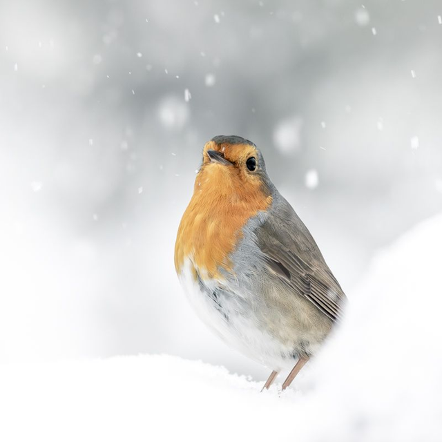 LM-014 - Rouge-gorge familier