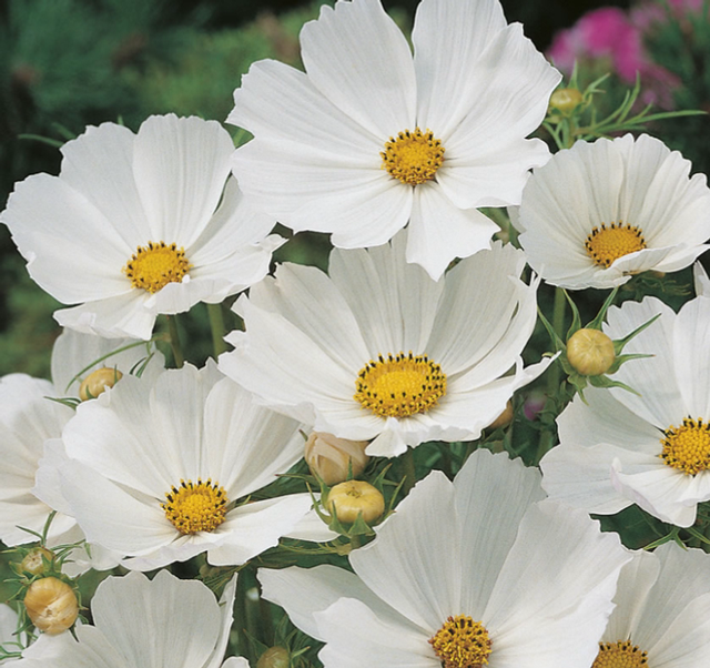 Cosmos Gazebo White