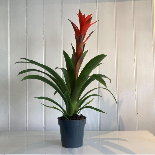 Guzmania scarlet