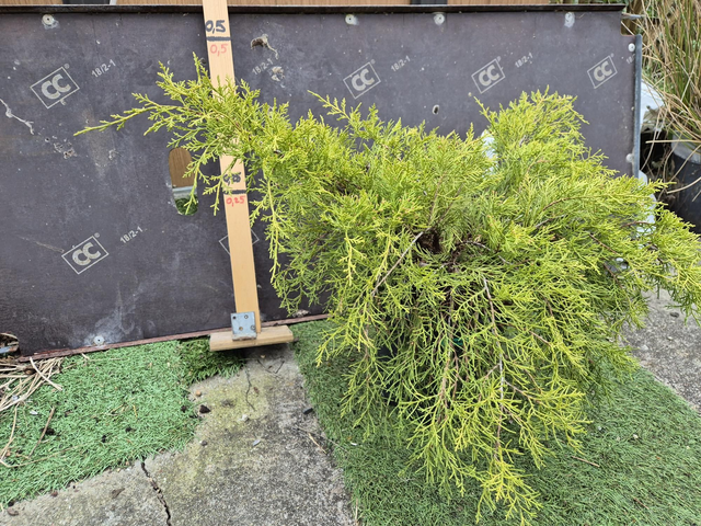 Juniperus media Pfitzeriana pot 2L 