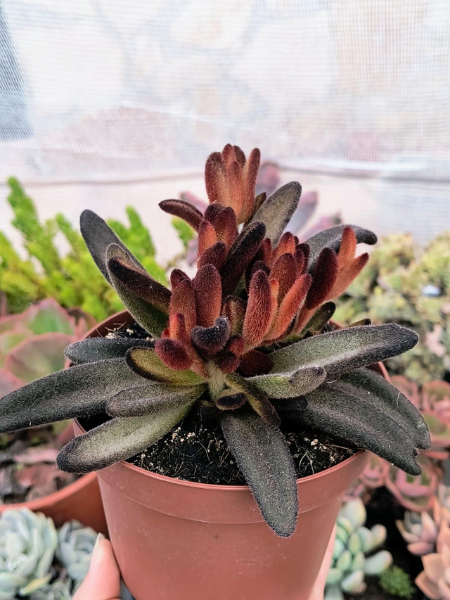 Kalanchoe Tomentosa cv. 'Chocolate'