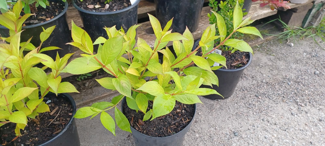 Weigela florida Princess Alya
