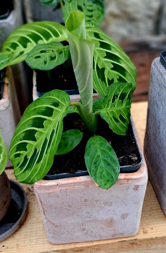 S04 . Maranta leuconeura 'Lemon Lime' in "CUBO TERRA DI SIENA H 10 cm"