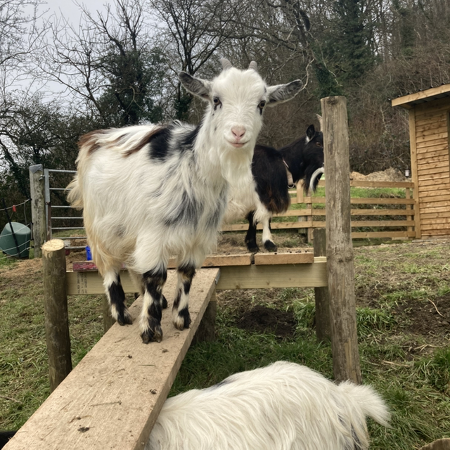 Oranges and Lemons Goats’ milk soap