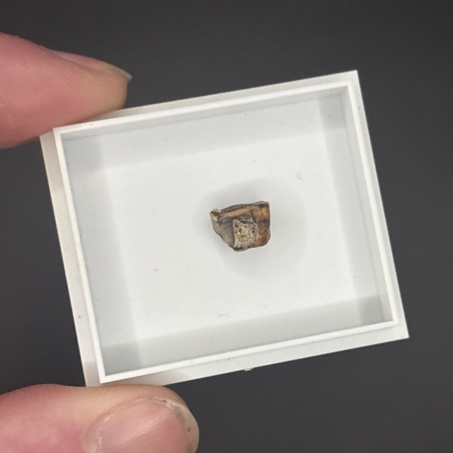 Triceratops Tooth Shard 