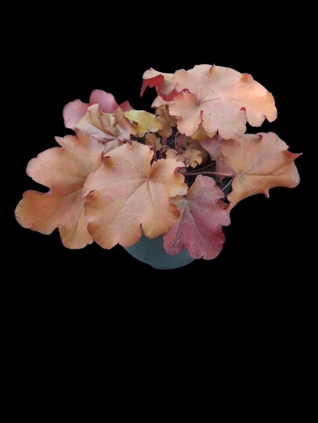 Heuchera &#039;Boysonberry&#039; 12cm