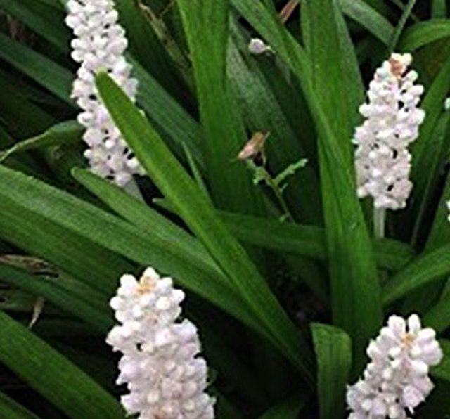 Liriope muscari 'Monroe White' P9