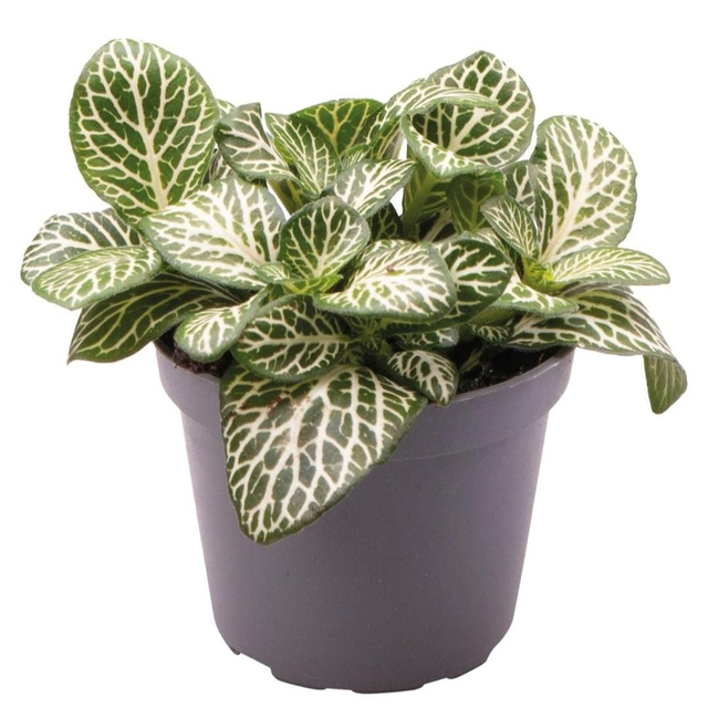 PT Fittonia Albivenis Mini White 8715897361487