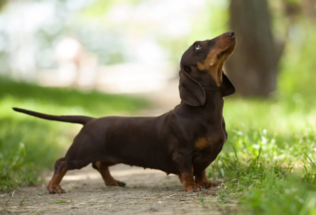 150 x 150 mm square. £1.00 per card including envelopes. 50 cards for £49.99 POST FREE G.B. mainland.