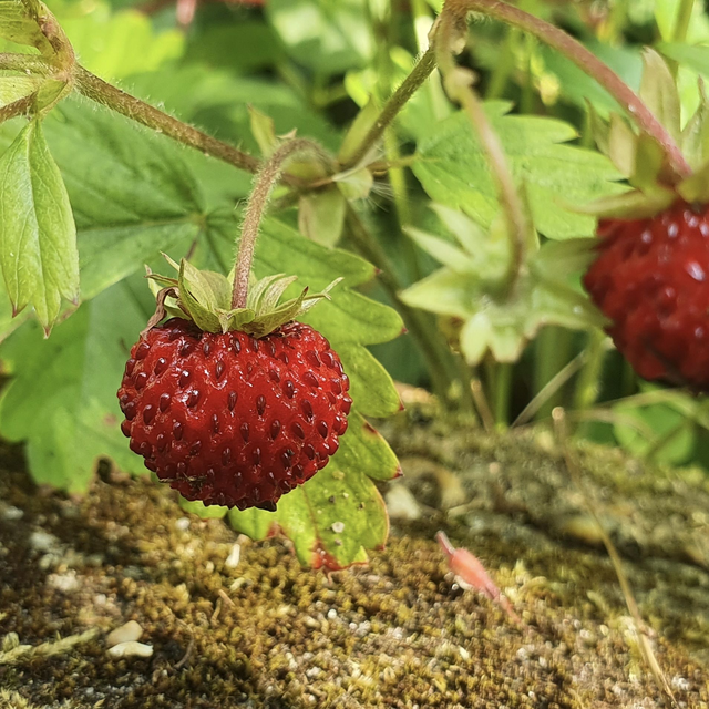 Fraisier des bois (Fragaria vesca )