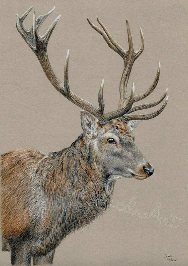 Stag