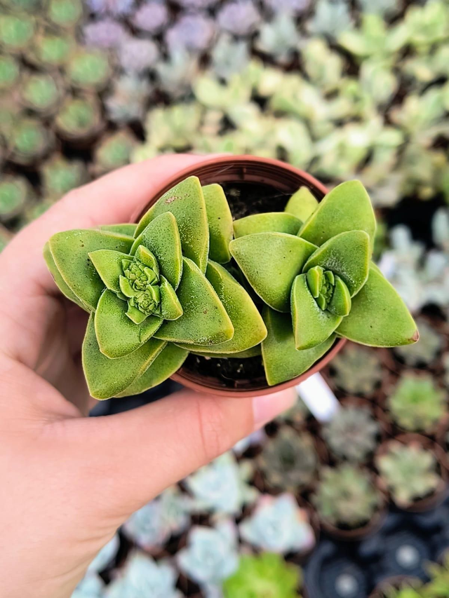 Crassula Springtime