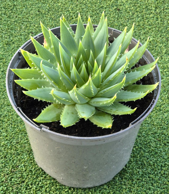 Aloe polyphylla - Spiral Aloe Large 3 Litre plant
