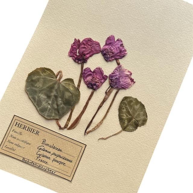 Herbier A5 vintage affiche botanique Cyclamen