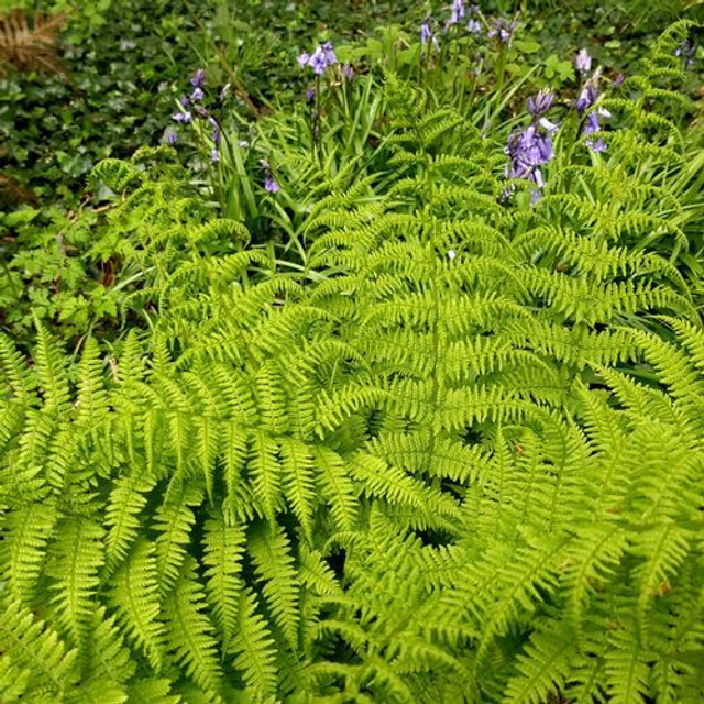 Athyrium filix-femina - The Lady Fern 