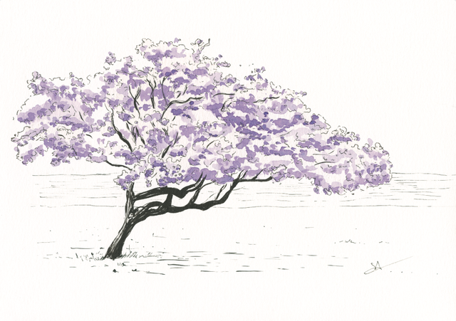 Jacaranda