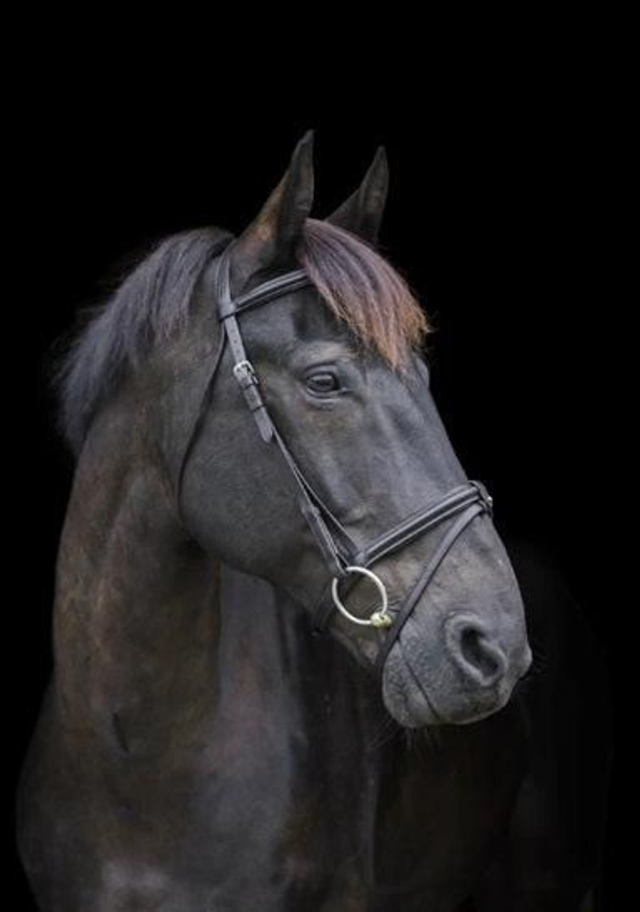 Cameo Core Comfort Bridle 