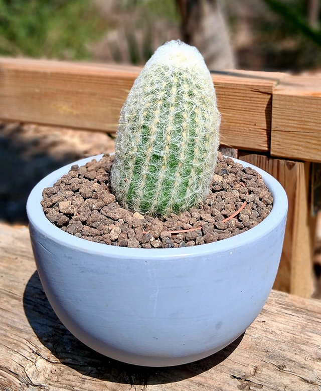 D16 . Cephalocereus senilis in vaso di ceramica