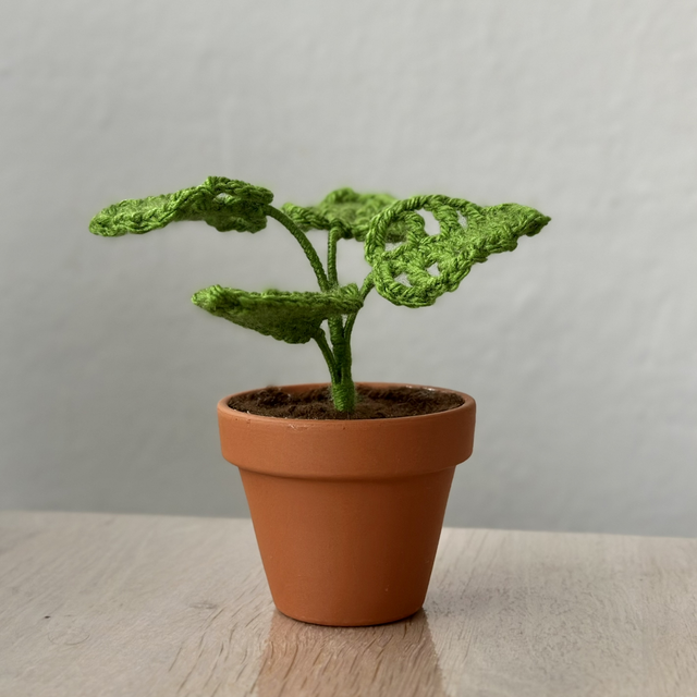 Monstera