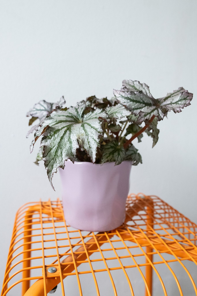 Pot lila 🧩 Mix &amp; Match