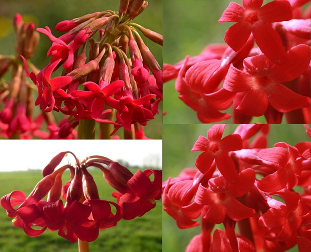4 X plants of Primula maximowiczii
