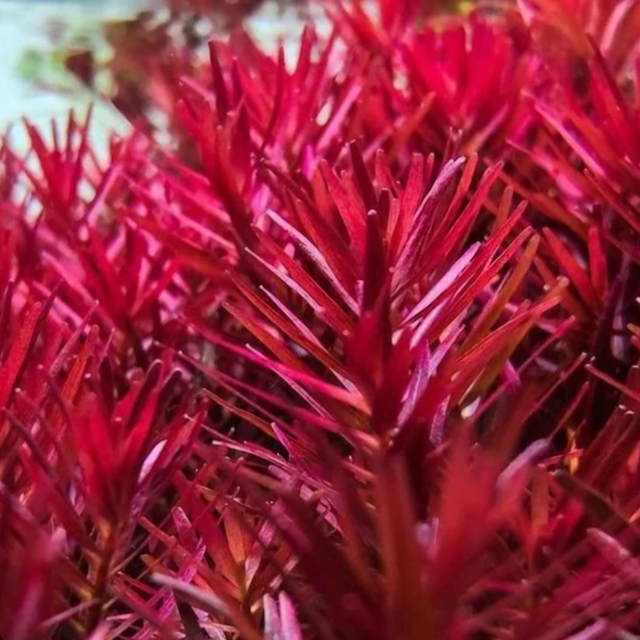 Easygrow Rotala H'ra 8715897322747