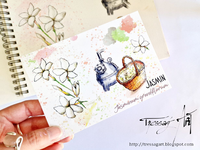 CARTE "PLANTES A PARFUM" de Grasse - Jasminum grandiflorum - Jasmin - TR007003