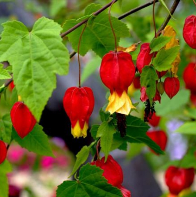 Abutilon megapotamicum (store collection only at checkout)