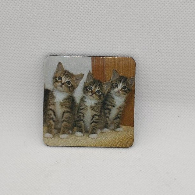 Chat - Chatons Tabby