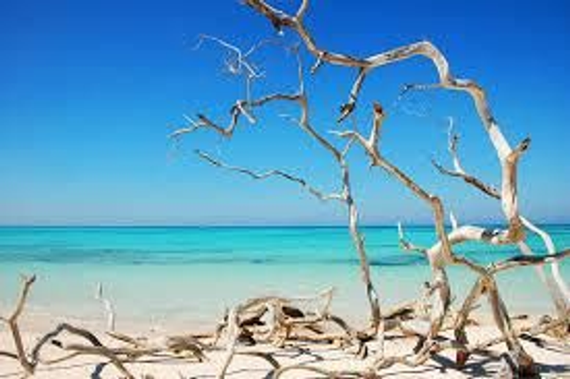 Rock Salt & Driftwood 