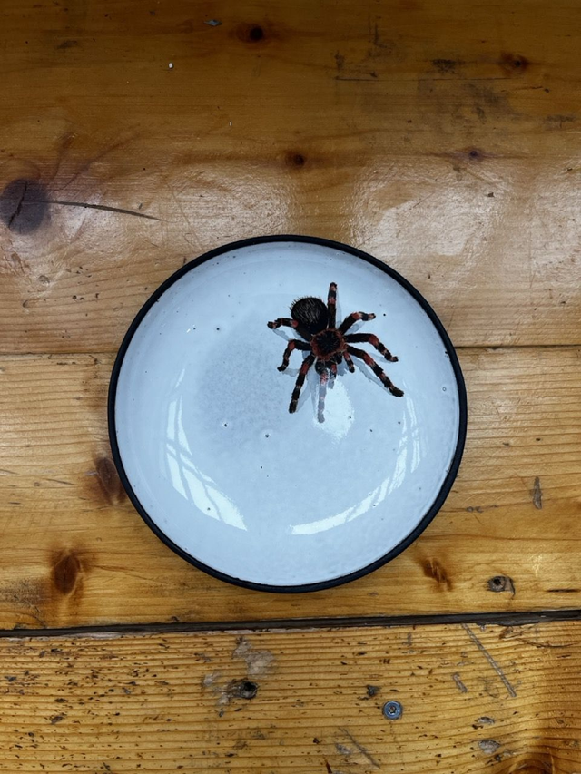 Salatteller 18cm Vogelspinne (MSM)