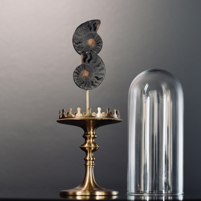 Paire d’ammonites sous globe 